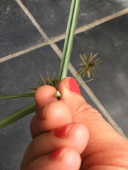 Cyperus congestus
