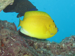 Apolemichthys trimaculatus
