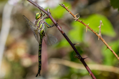 Pinheyschna subpupillata