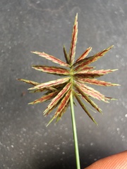 Cyperus congestus