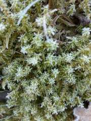 Calliergonella cuspidata