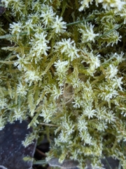 Calliergonella cuspidata