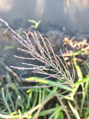 Eleusininae