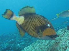 Balistoides viridescens