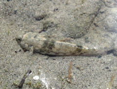 Bathygobius coalitus