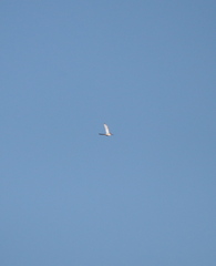 Gallinago