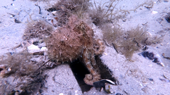 Octopus pallidus