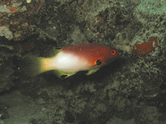 Bodianus axillaris