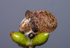 Trachymela papuligera