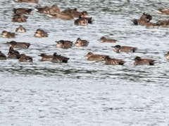 Sibirionetta formosa