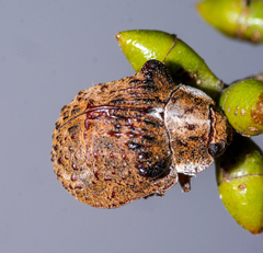 Trachymela papuligera