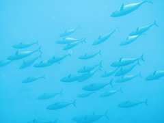 Thunnus atlanticus