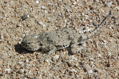 Phrynocephalus helioscopus