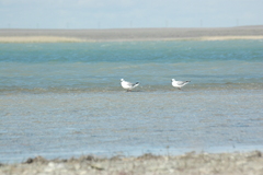 Chroicocephalus genei