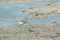 Charadrius alexandrinus