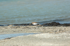 Calidris minuta