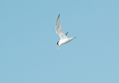 Sternula albifrons
