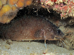 Brotula multibarbata