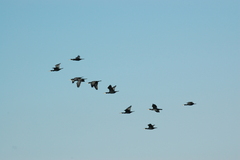 Phalacrocorax carbo