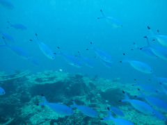 Caesio lunaris