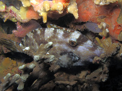 Cantherhines pardalis