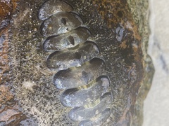 Acanthopleura