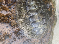Acanthopleura