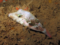 Canthigaster bennetti