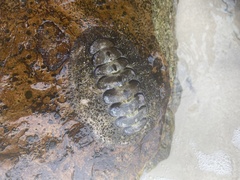 Acanthopleura