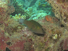 Canthigaster janthinoptera