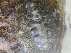 Acanthopleura