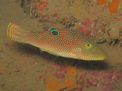 Canthigaster petersii