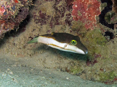 Canthigaster smithae