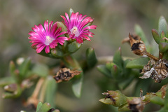 Delosperma versicolor