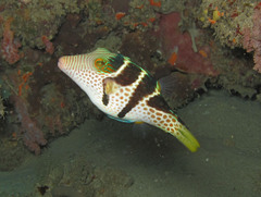 Canthigaster valentini