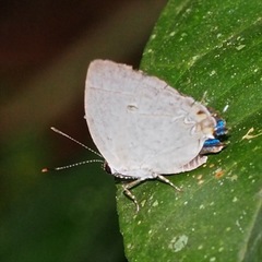 Iaspis andersoni