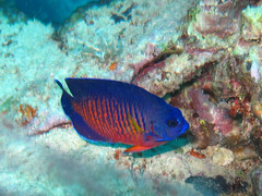 Centropyge bispinosa