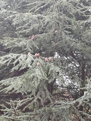 Cedrus