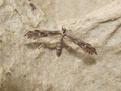 Hellinsia inquinatus