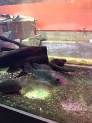 Oreochromis niloticus