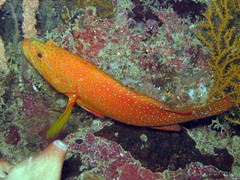 Cephalopholis miniata