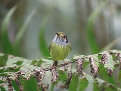 Myiornis auricularis