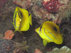Chaetodon bennetti