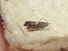 Grapholita interstinctana