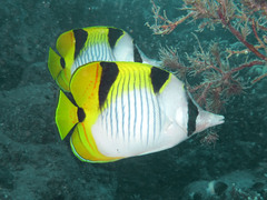 Chaetodon falcula