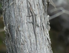 Cryptoblepharus buchananii