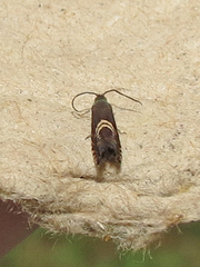 Grapholita interstinctana
