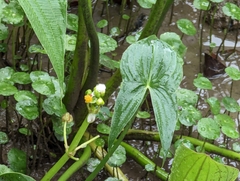 Sagittaria trifolia