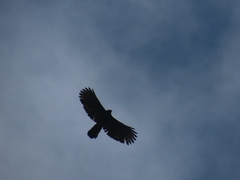 Spizaetus tyrannus