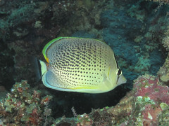 Chaetodon guttatissimus